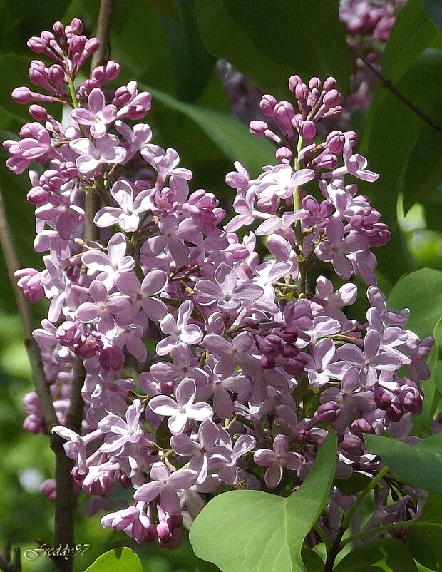 Снова в старом парке зацвела сирень… - Freddy 97 Снова в старом парке зацвела сирень… - Freddy 97