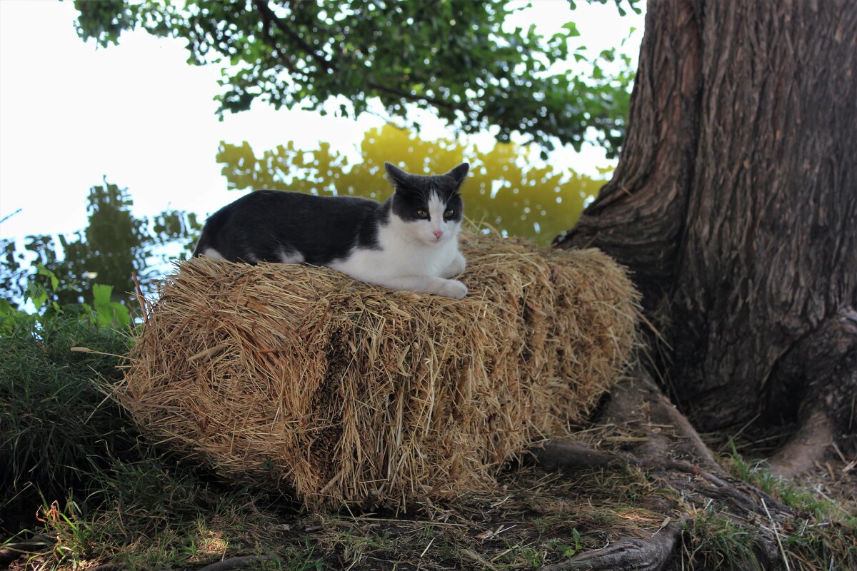 Монастырский кот - Марсель Валеев