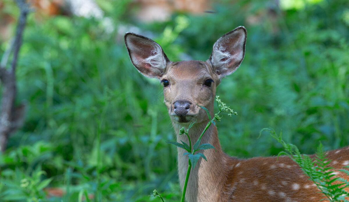 *** - владимир *** - владимир