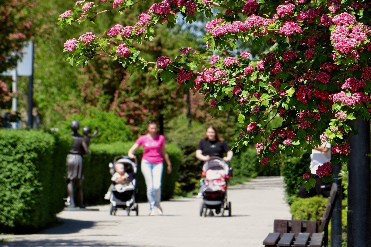 Цветущий май в моём городе - Татьяна Смоляниченко Цветущий май в моём городе - Татьяна Смоляниченко