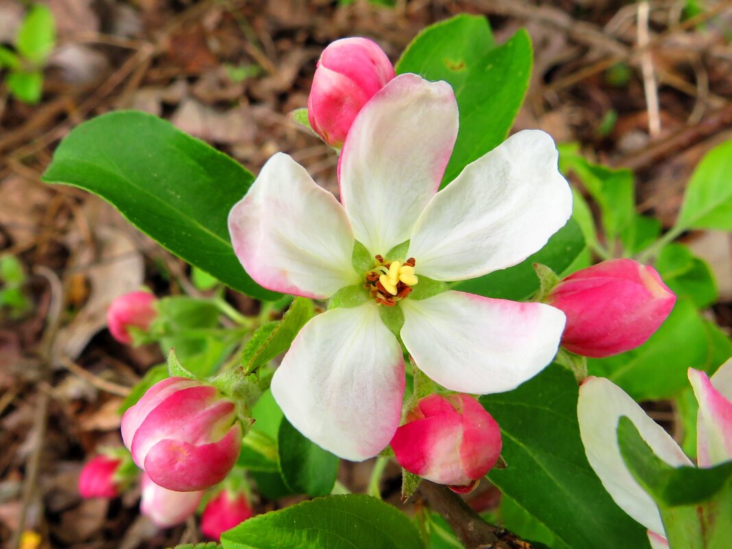 Яблоневый цвет - Андрей Снегерёв Яблоневый цвет - Андрей Снегерёв