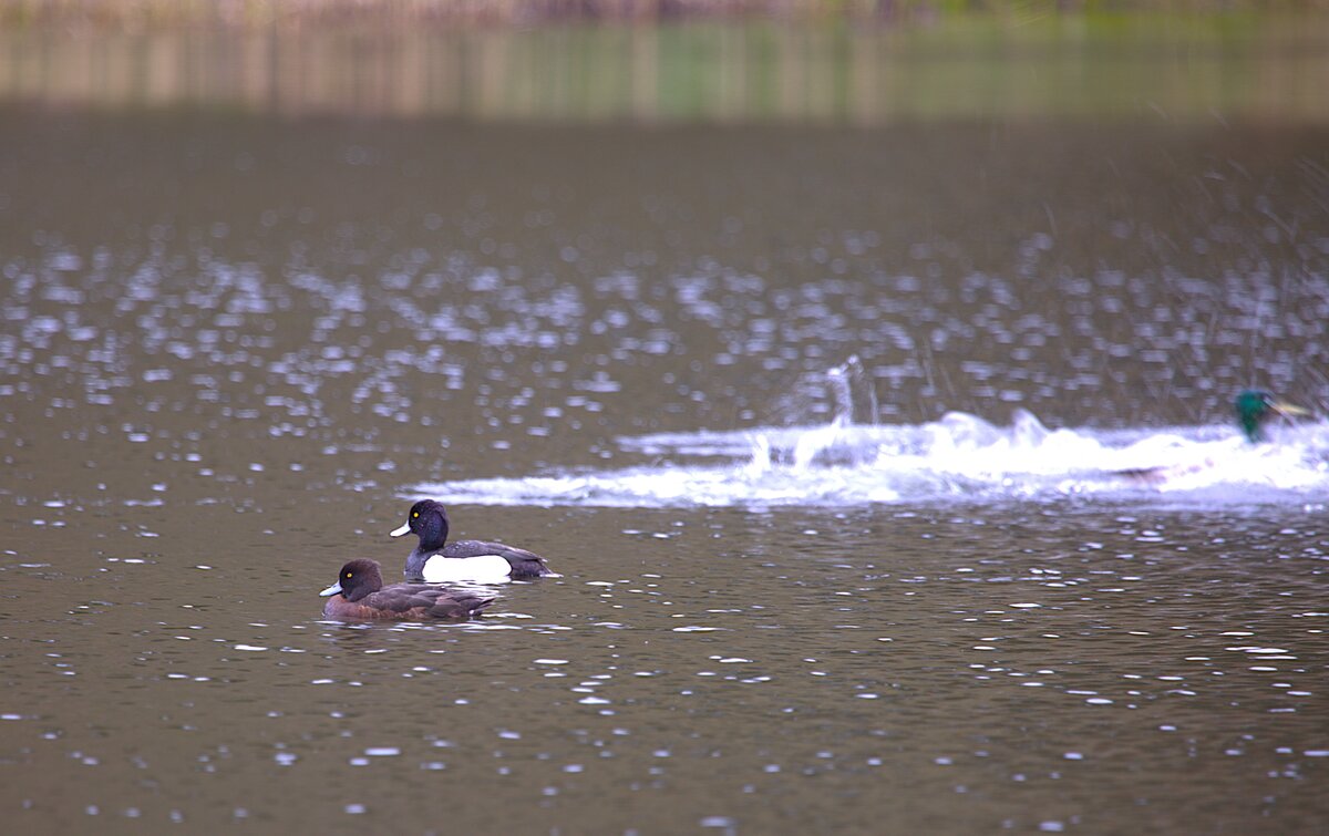 Хохлатая чернеть - пара уточек - Танзиля Завьялова