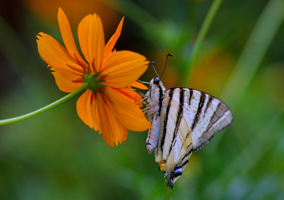 Эта бабочка Парусник. - Любовь Овсянкина Эта бабочка Парусник. - Любовь Овсянкина