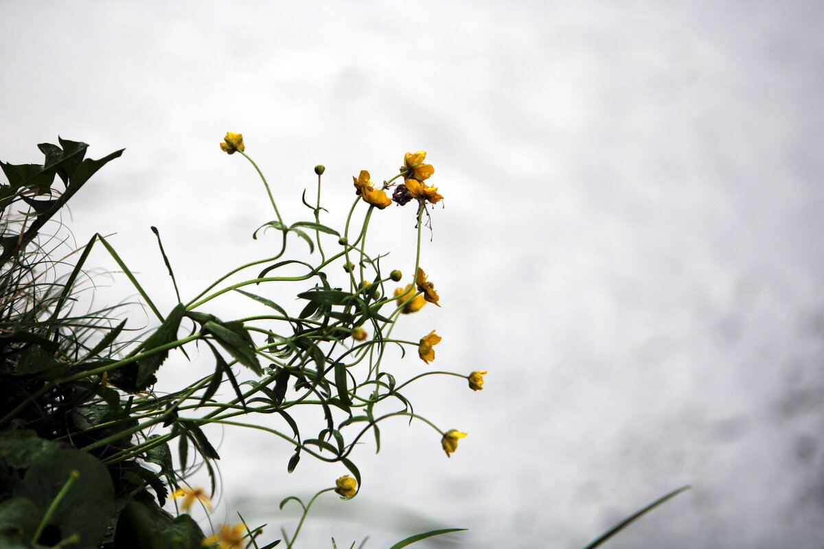 На берегу - Николай (dr.Zlo) Кузнецов