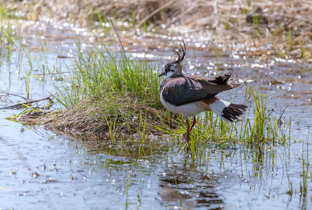 С МОДНОЙ ПРИЧЁСКОЙ - Володька Завитушкин С МОДНОЙ ПРИЧЁСКОЙ - Володька Завитушкин