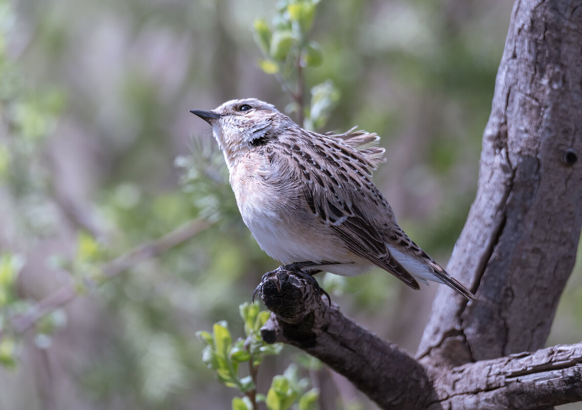КАЖЕТСЯ ДОЖДЬ СОБИРАЕТСЯ  ) - Володька Завитушкин