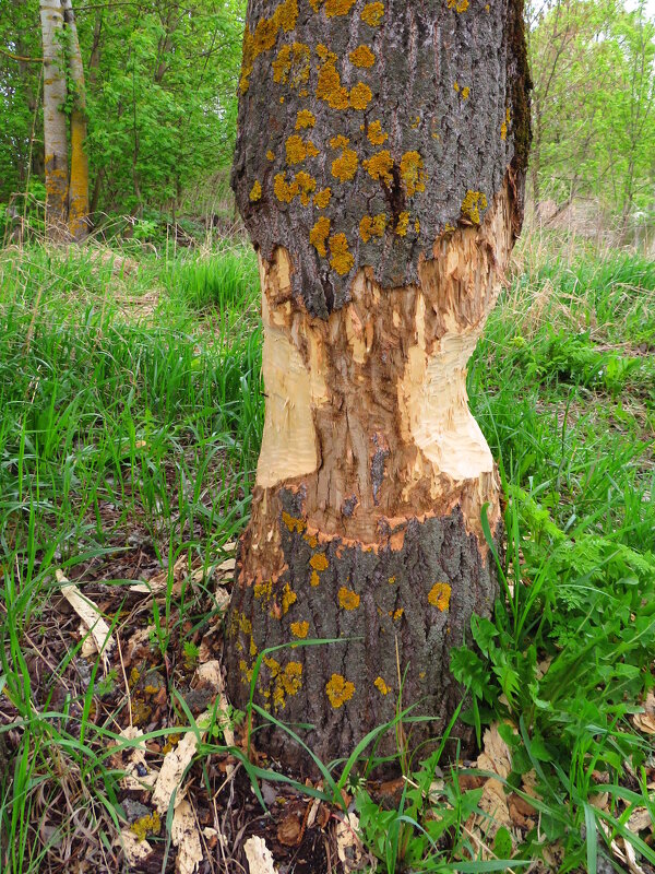 Работа бобров - Андрей Снегерёв