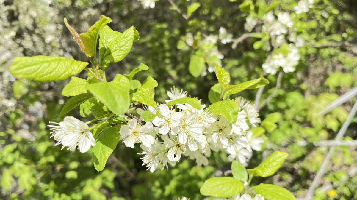***вишневый цвет*** - Olga Oskolkova