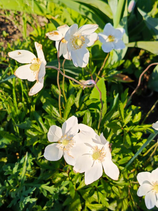 Весенняя радость - Татьяна Пальчикова