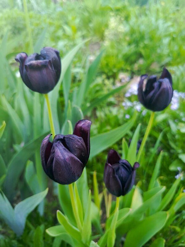 Черные тюльпаны - Татьяна Пальчикова