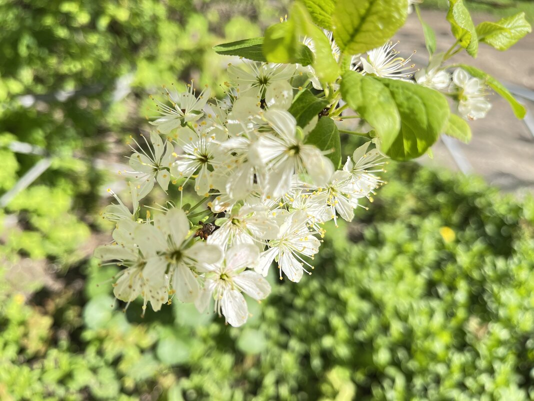 ***радость весенняя*** - Olga Oskolkova ***радость весенняя*** - Olga Oskolkova