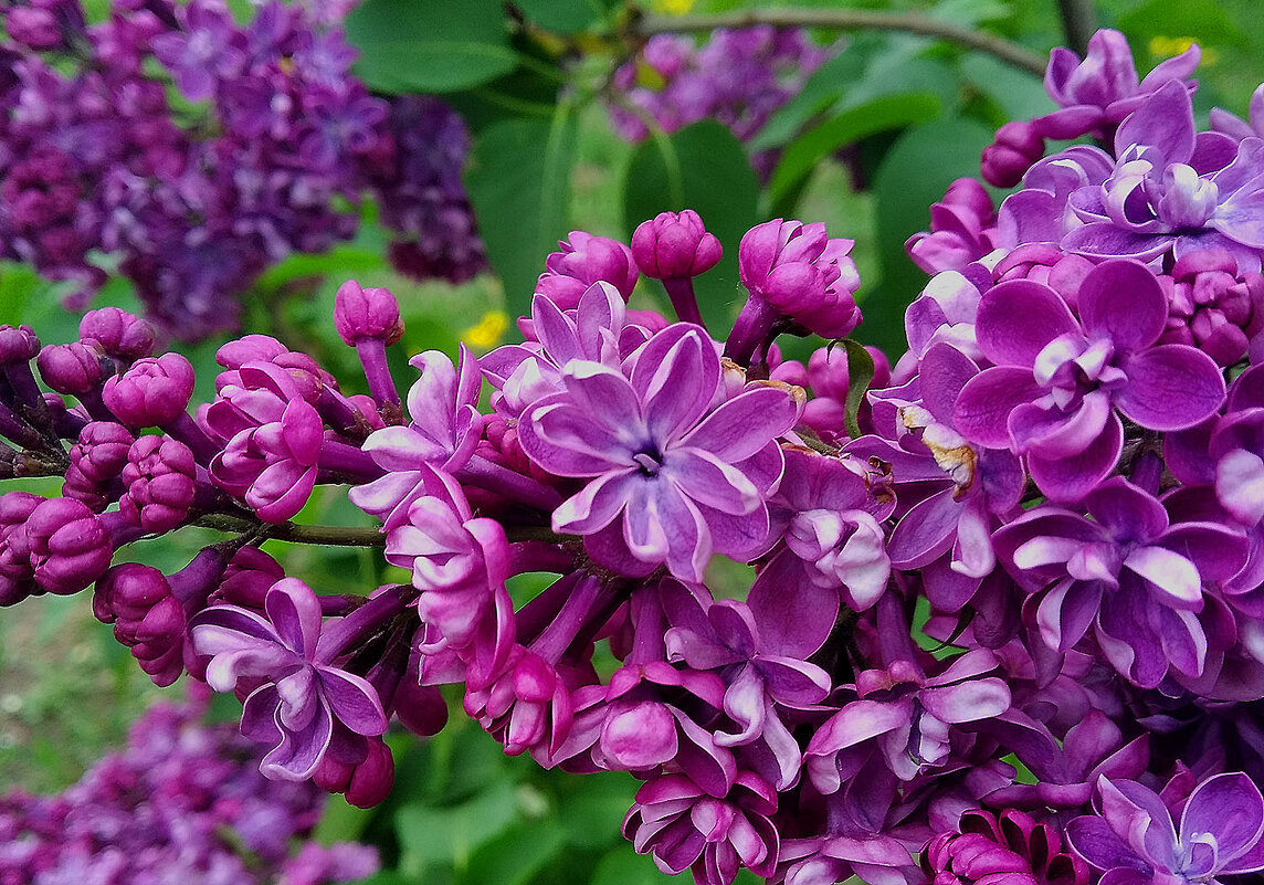 Украшение города! - Валентина Нефёдова Украшение города! - Валентина Нефёдова