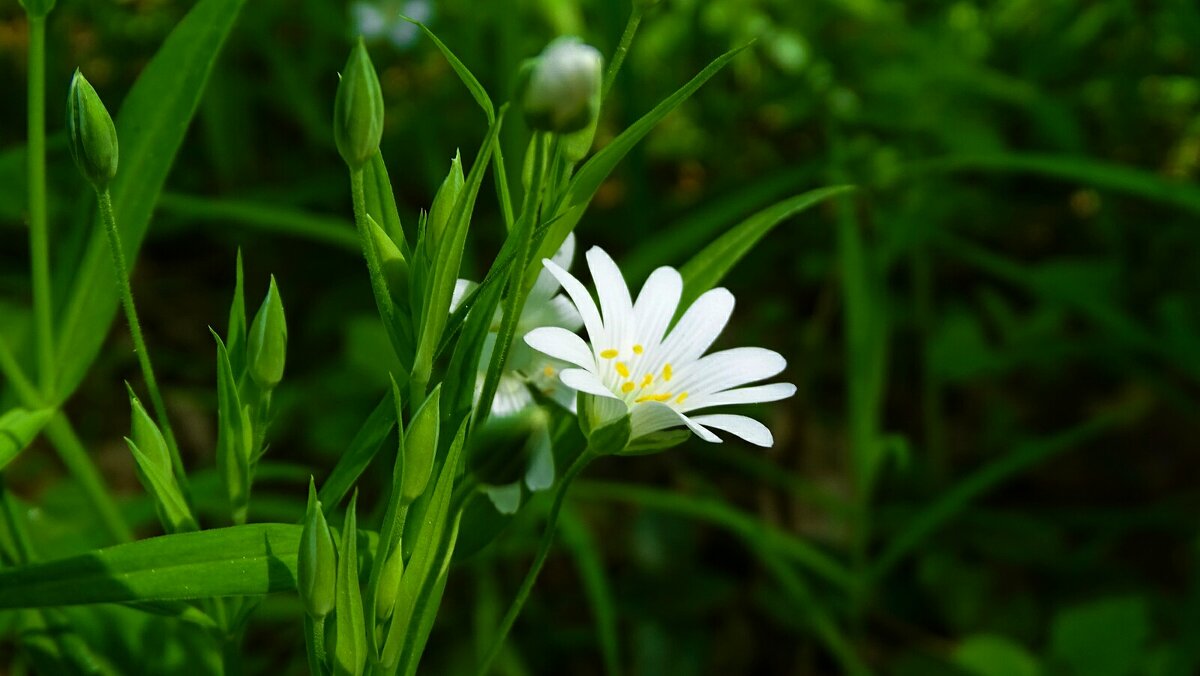 Лесная звездчатка - Милешкин Владимир Алексеевич Лесная звездчатка - Милешкин Владимир Алексеевич