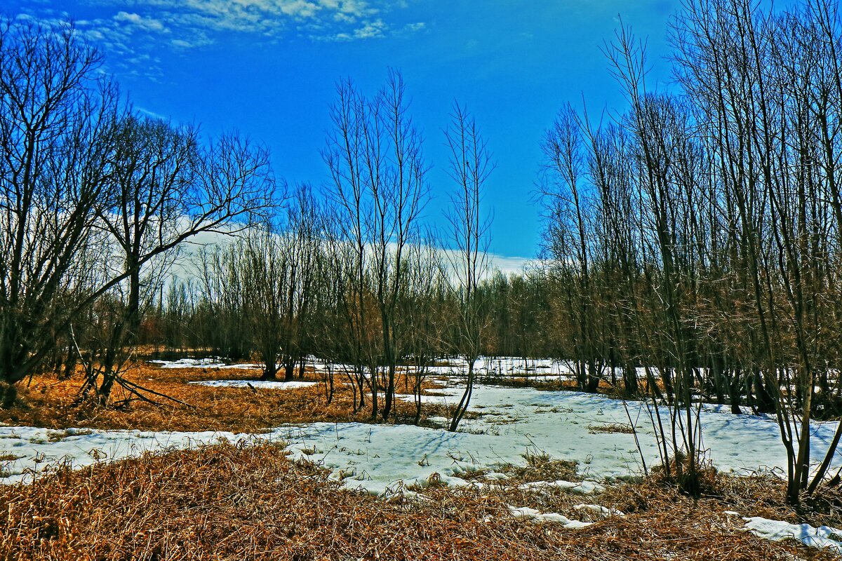 Май...Окрестности Юганской Оби. - Владимир 