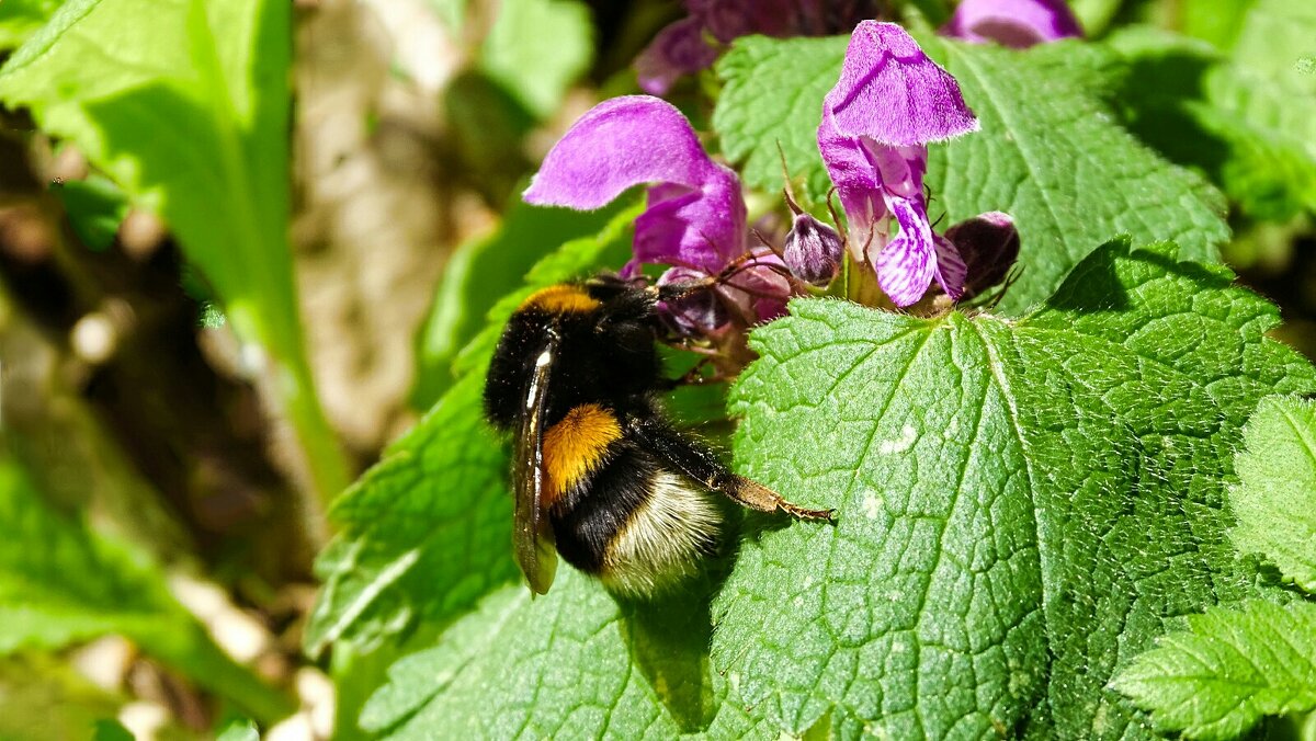 Шмель на яснотке - Милешкин Владимир Алексеевич Шмель на яснотке - Милешкин Владимир Алексеевич