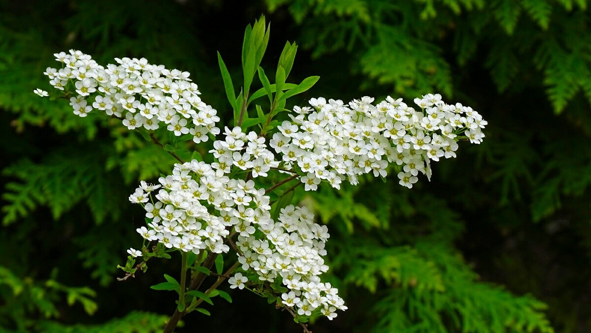 Весны цветение - Милешкин Владимир Алексеевич Весны цветение - Милешкин Владимир Алексеевич