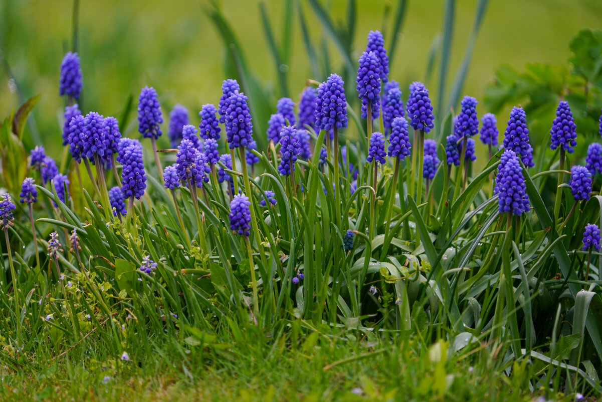 *** - Иван Литвинов *** - Иван Литвинов