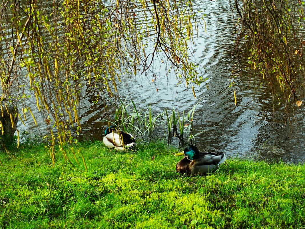 Отдых под берёзой - Aida10 