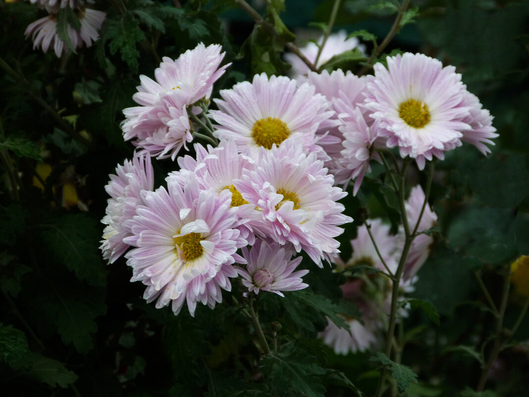 Букет хризантем - Валентин Семчишин
