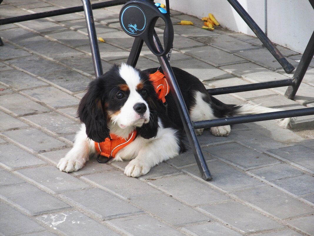 Знакомьтесь---Мишка - Елена Шаламова Знакомьтесь---Мишка - Елена Шаламова