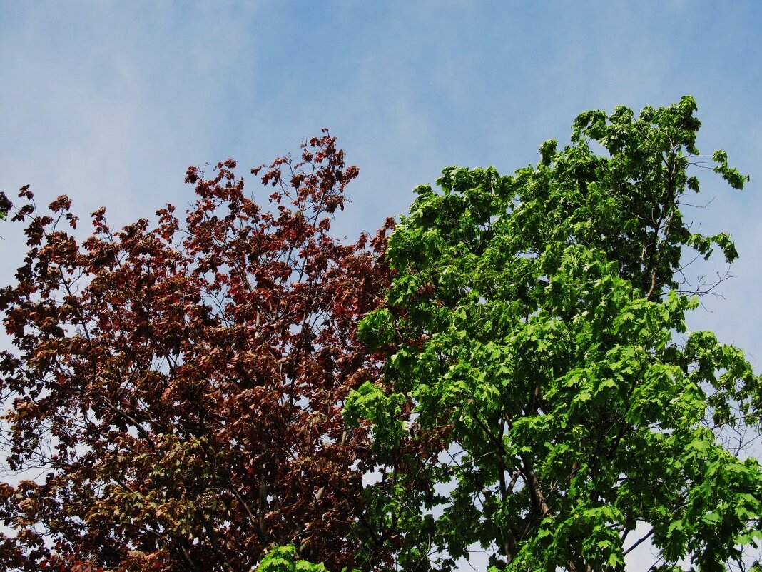 май - Елена Шаламова