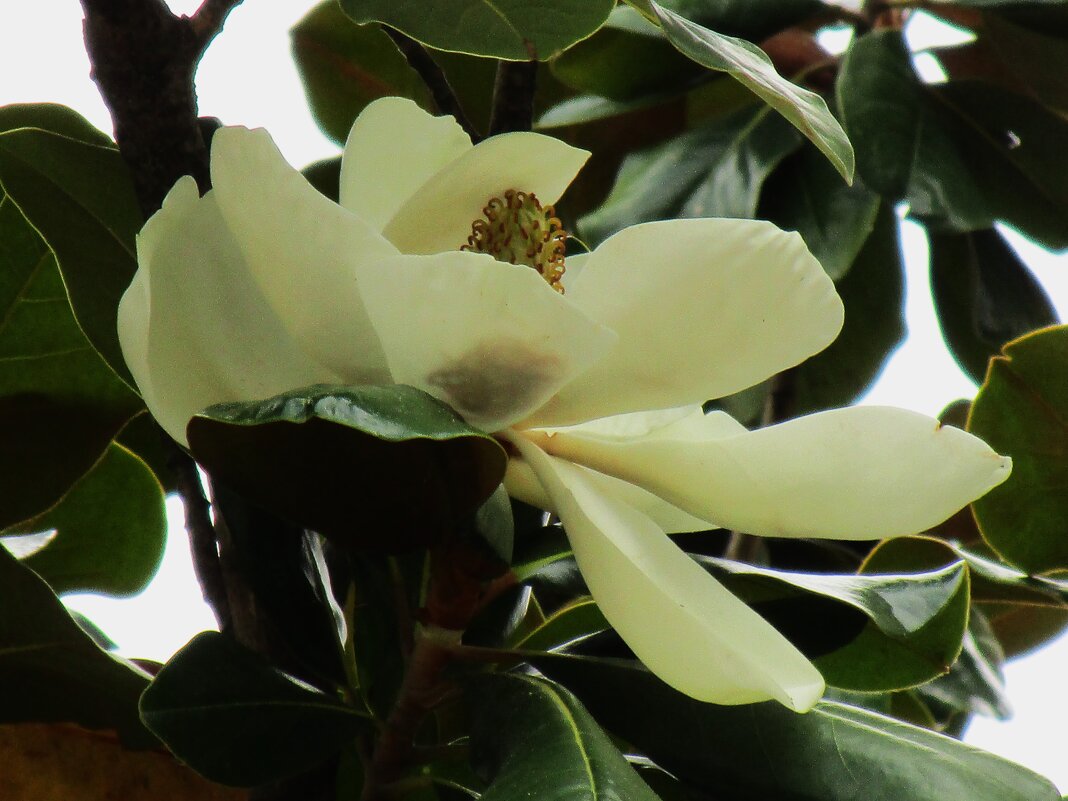 магнолия - Елена Шаламова магнолия - Елена Шаламова