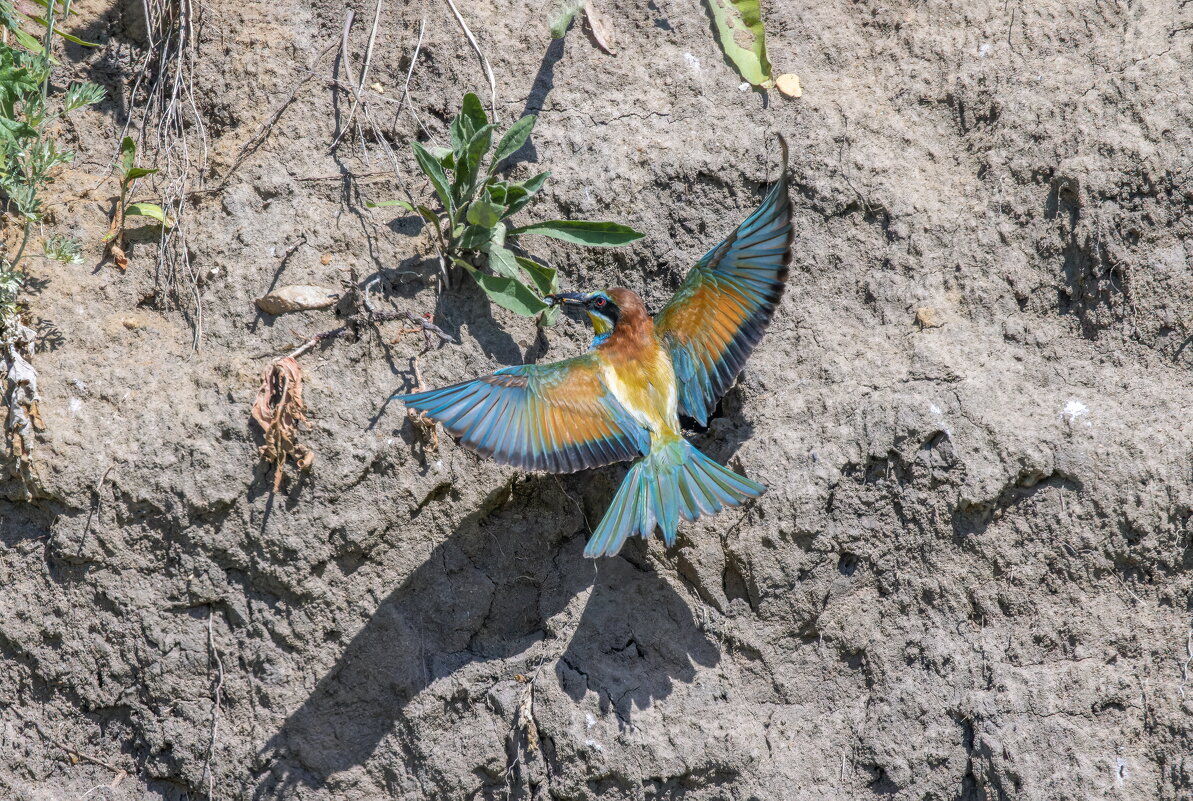 золотистые щурки. - юрий макаров золотистые щурки. - юрий макаров