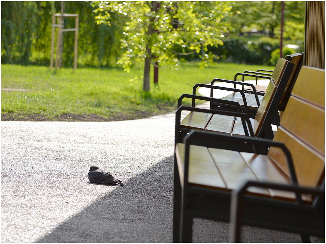 Курортник - Сеня Белгородский