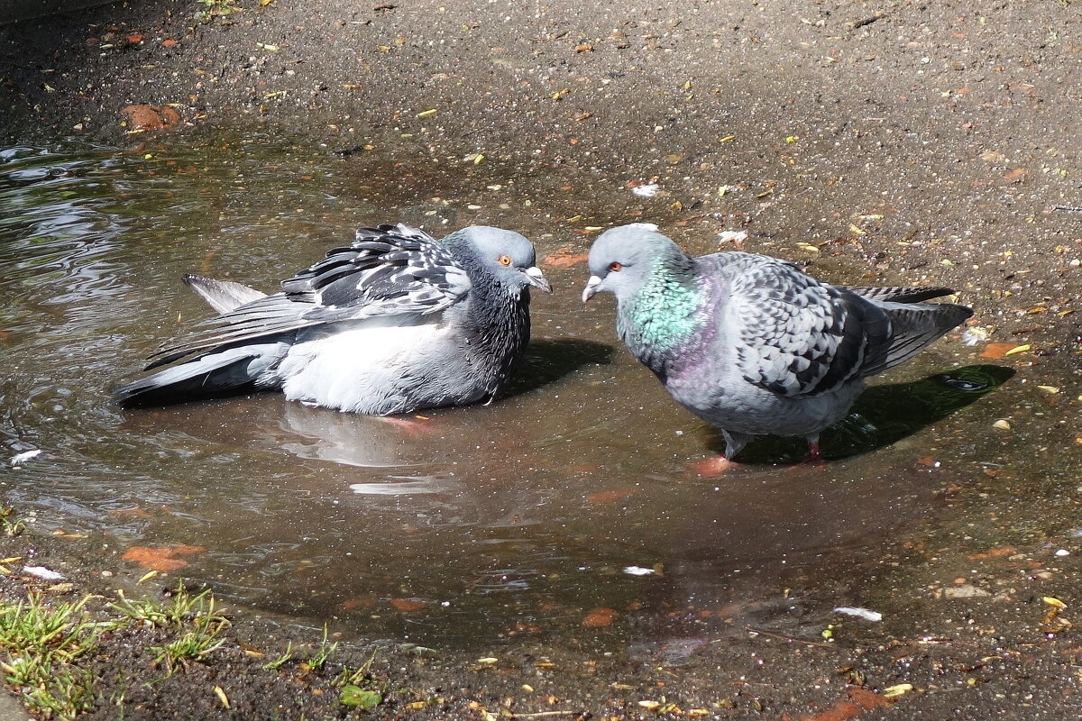 Из жизни голубей... - Рита Симонова Из жизни голубей... - Рита Симонова