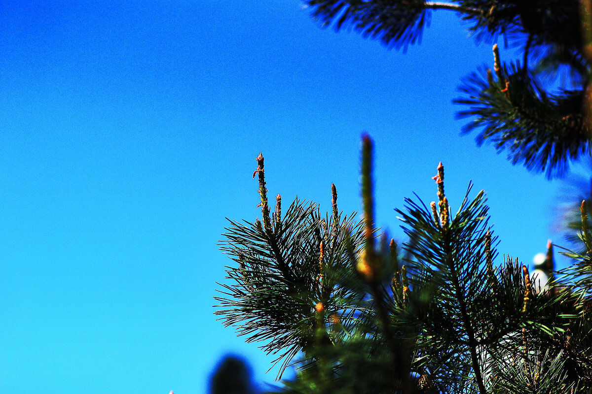 Pínus sylvéstris - Юрий Гайворонскiий Pínus sylvéstris - Юрий Гайворонскiий