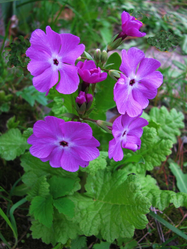 Примула зацвела - Людмила Смородинская Примула зацвела - Людмила Смородинская