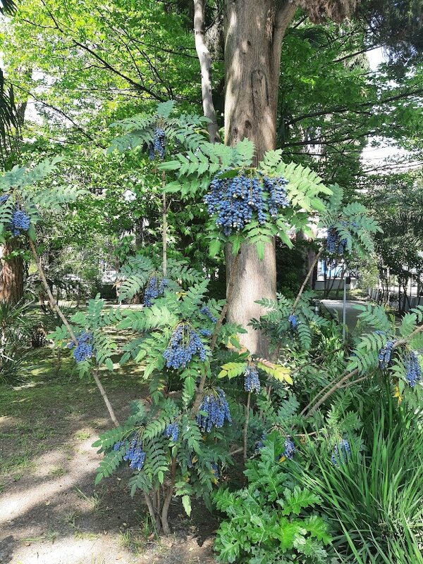 Магония падуболистная - Tata Wolf