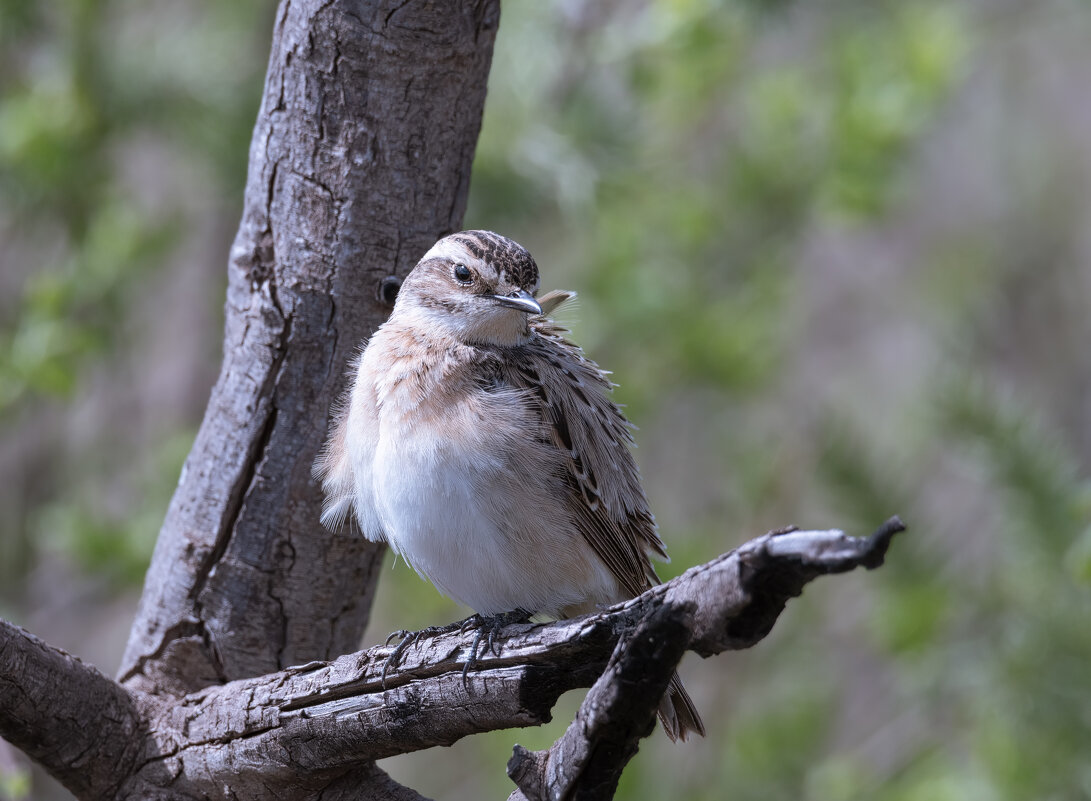 ВЕТРЕННО, ОДНАКО - Володька Завитушкин ВЕТРЕННО, ОДНАКО - Володька Завитушкин