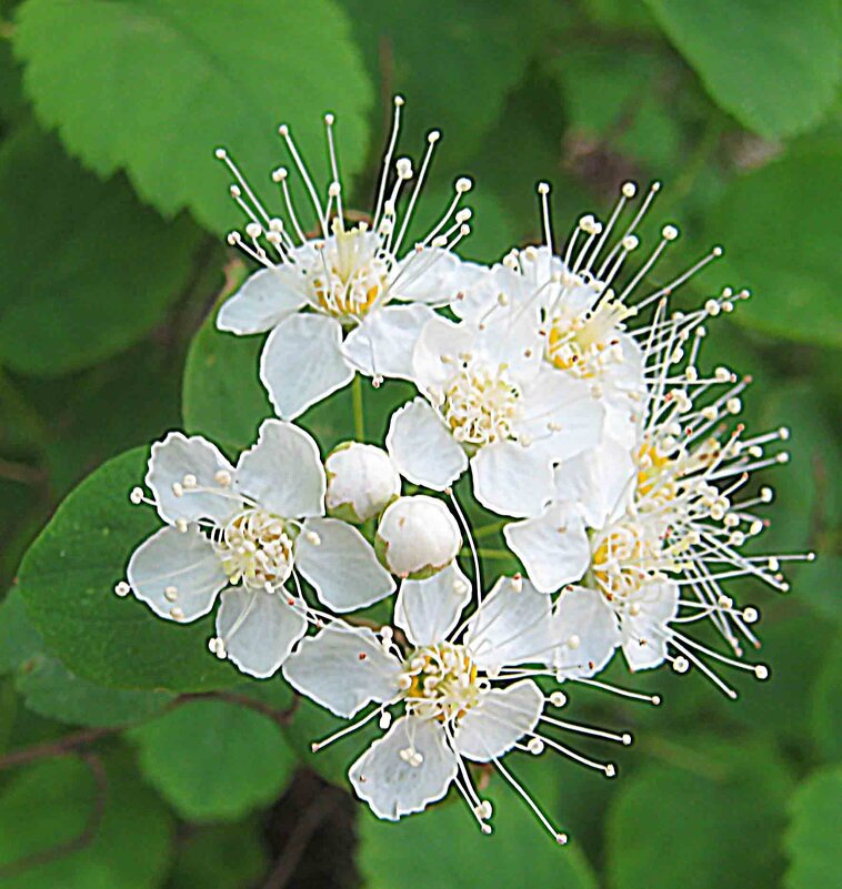 Спирея - Елена Семигина