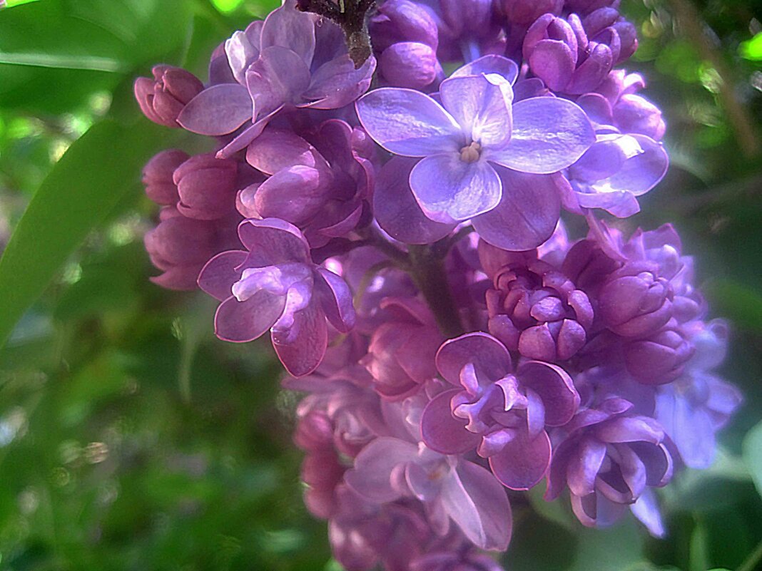 Цвет сирени - Елена Семигина Цвет сирени - Елена Семигина