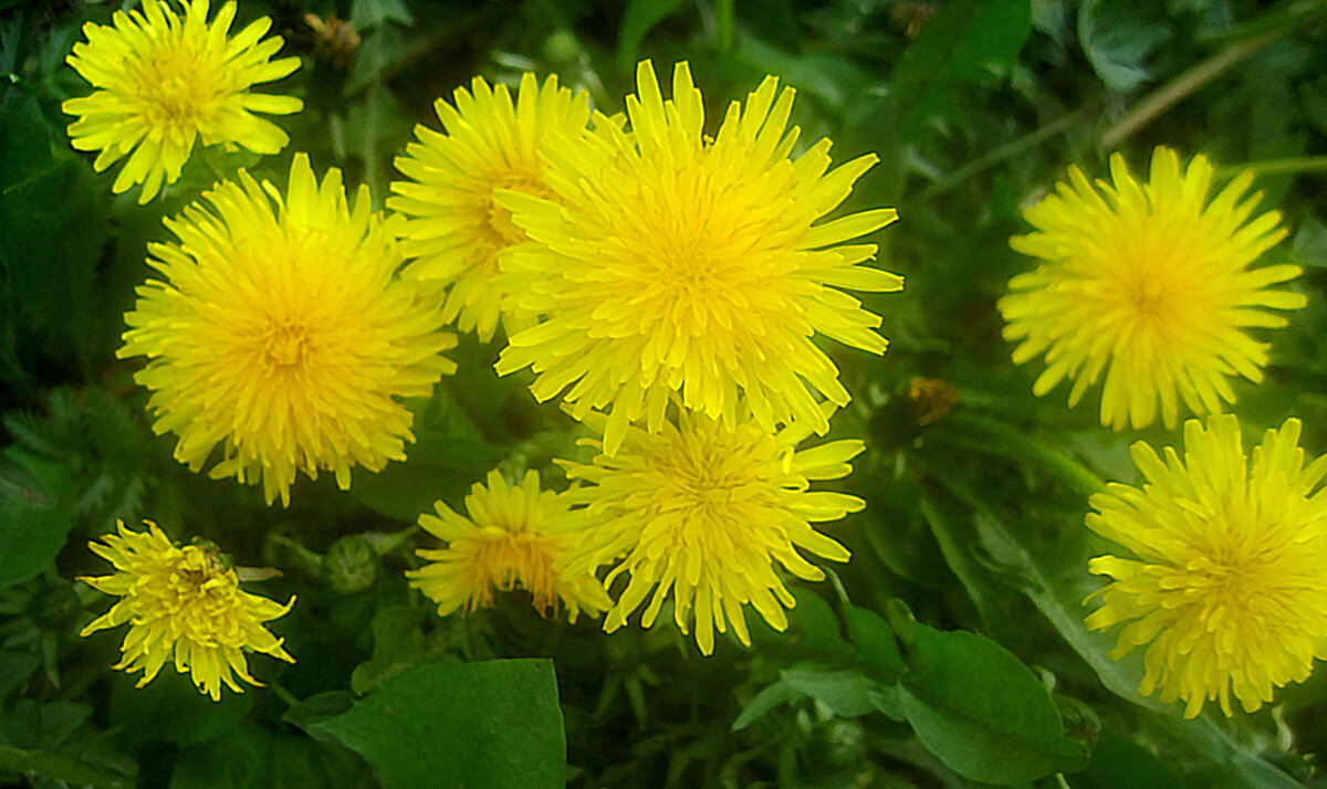 Солнышки - Елена Семигина