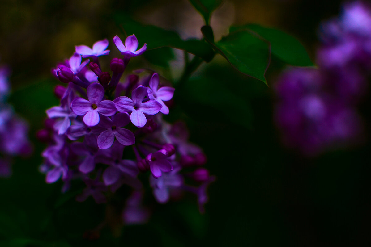 Сирень - Людмила Фил