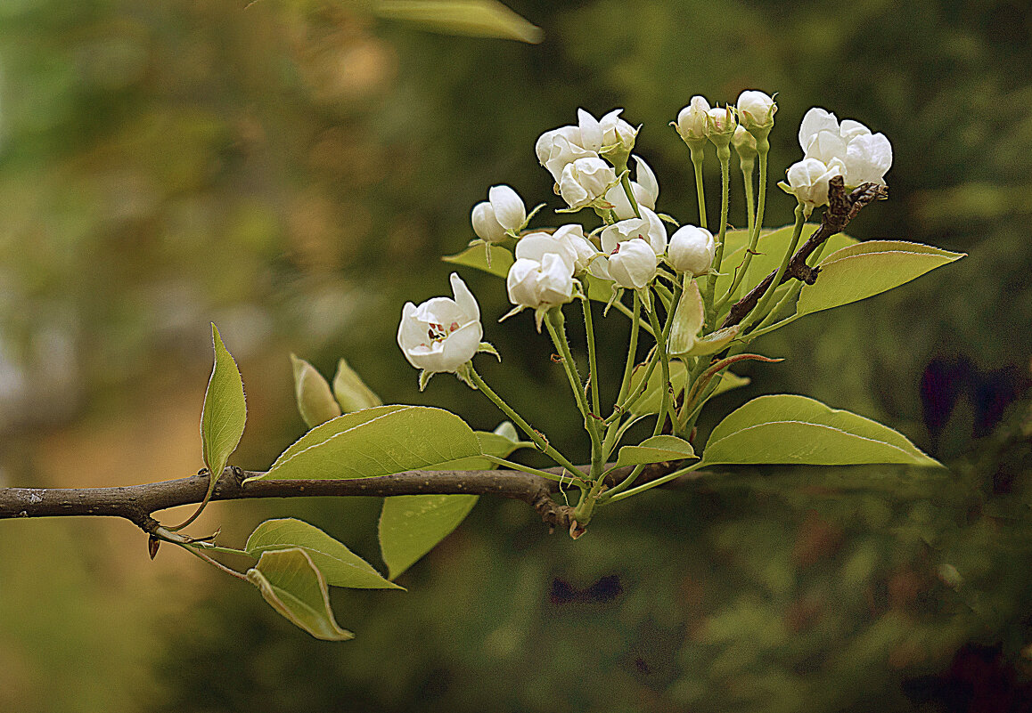 И снова цветение - Владимир Кроливец И снова цветение - Владимир Кроливец