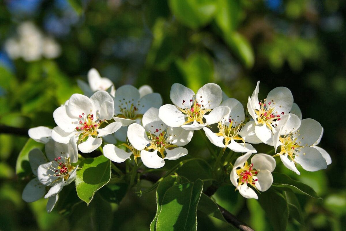 Весна - Елена 