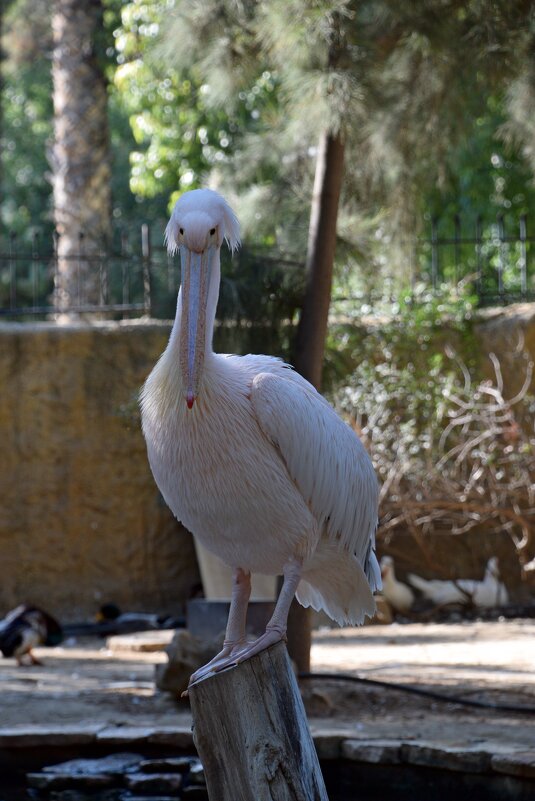 Смотрящий - Oleg4618 Шутченко Смотрящий - Oleg4618 Шутченко
