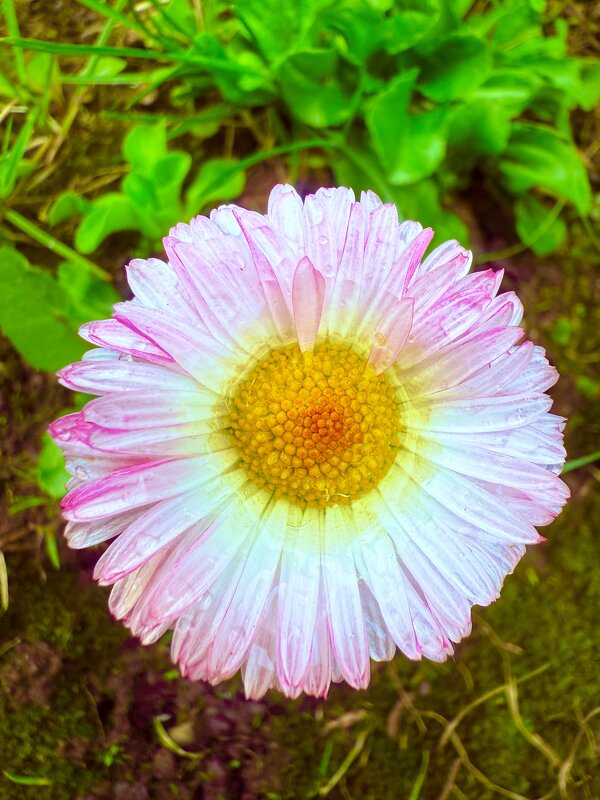 Маргаритка после дождя - Iren Brilliance Маргаритка после дождя - Iren Brilliance