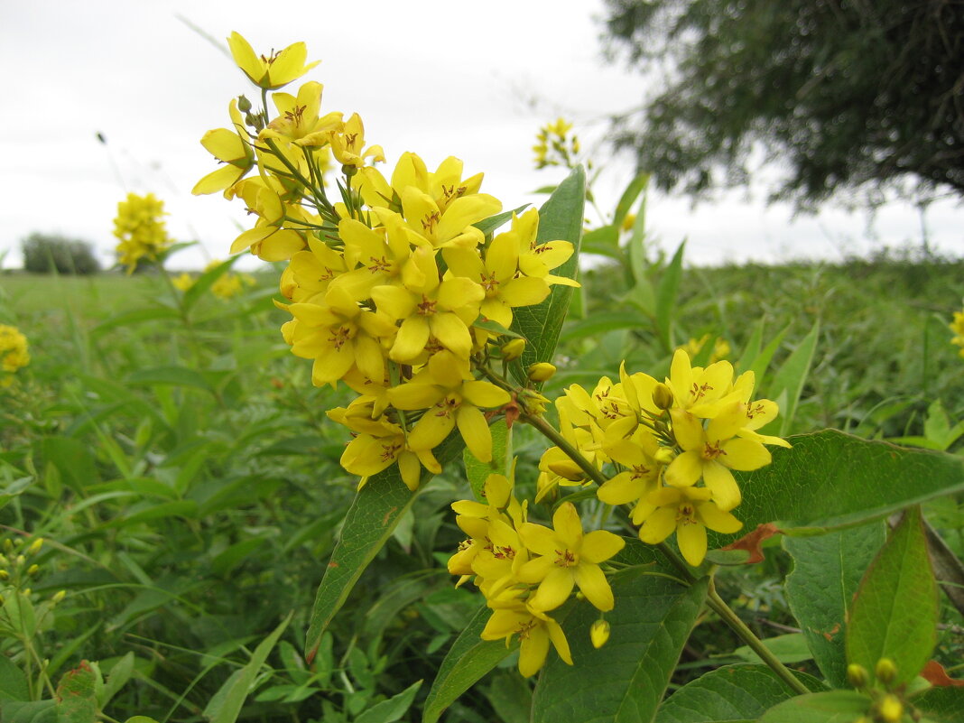 Вербейник - Anna Ivanova Вербейник - Anna Ivanova