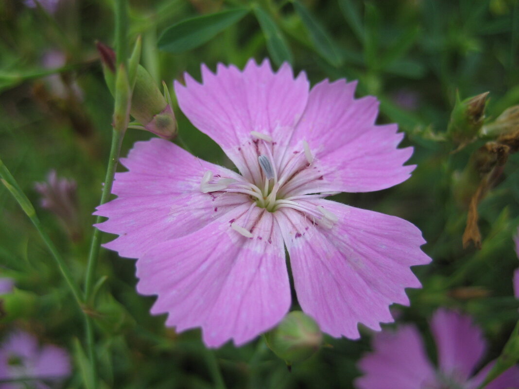 Гвоздика - Anna Ivanova