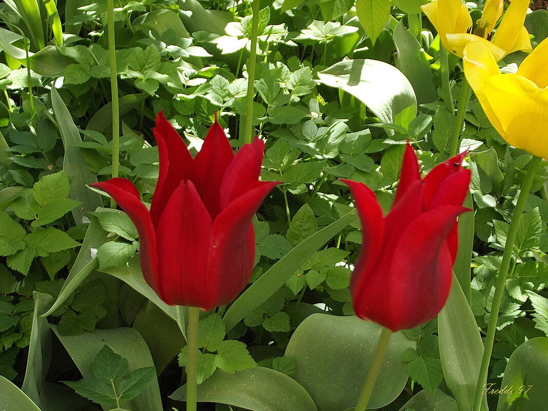Тюльпаны - Freddy 97