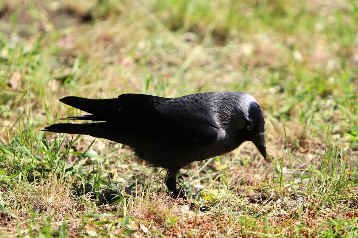 G - Андрей Л. В.