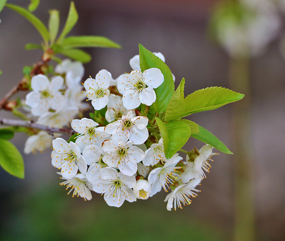 Вишня цветёт - Светлана Вишня цветёт - Светлана
