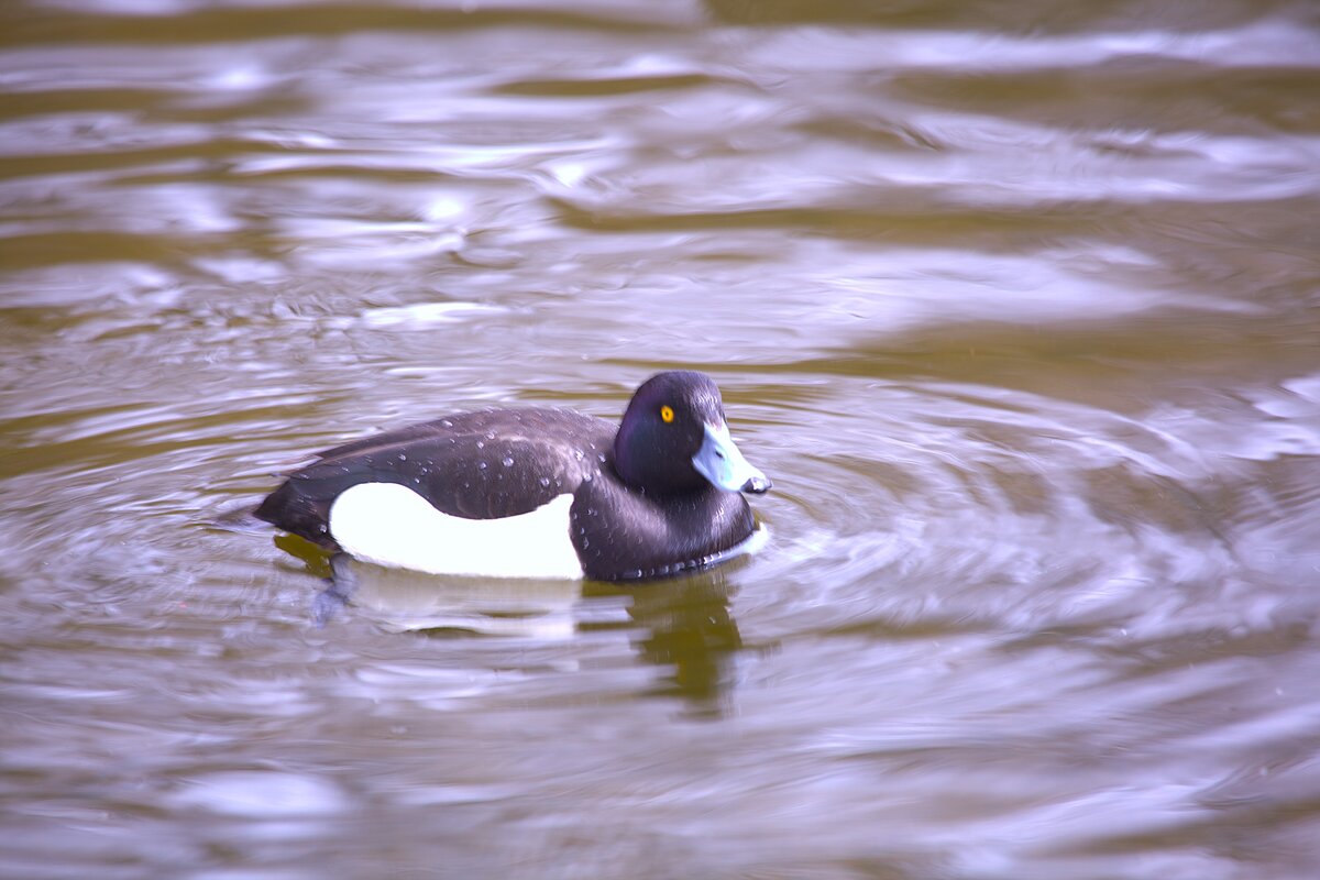 Хохлатая чернеть или белобок - Танзиля Завьялова