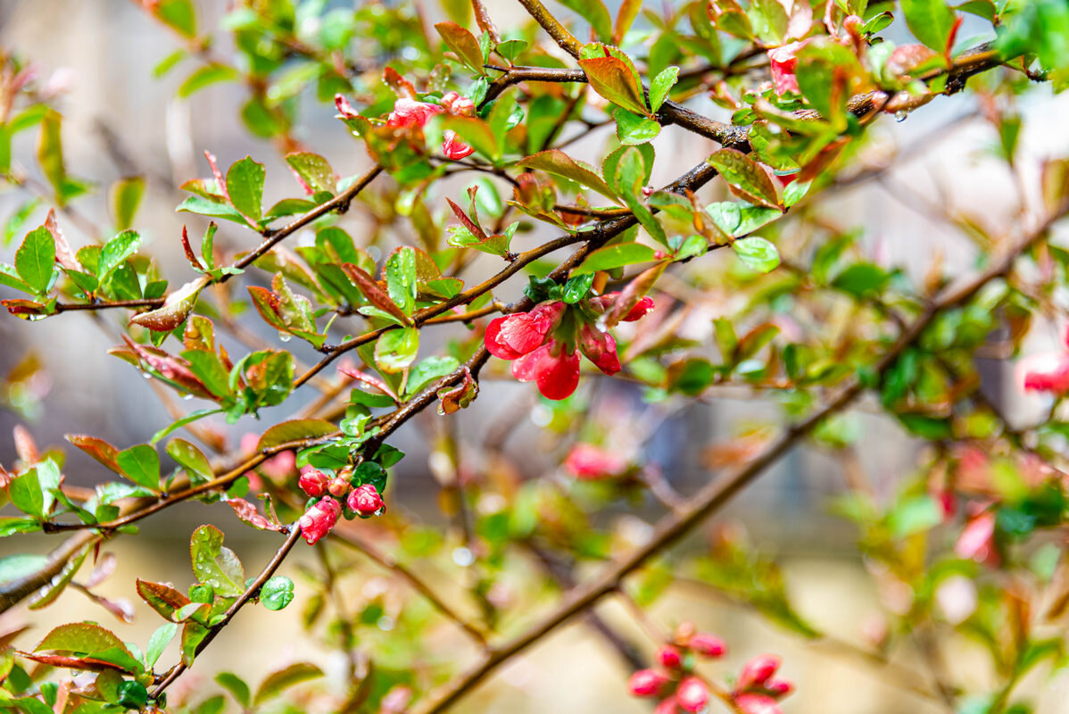 *** - Дмитрий Лупандин *** - Дмитрий Лупандин