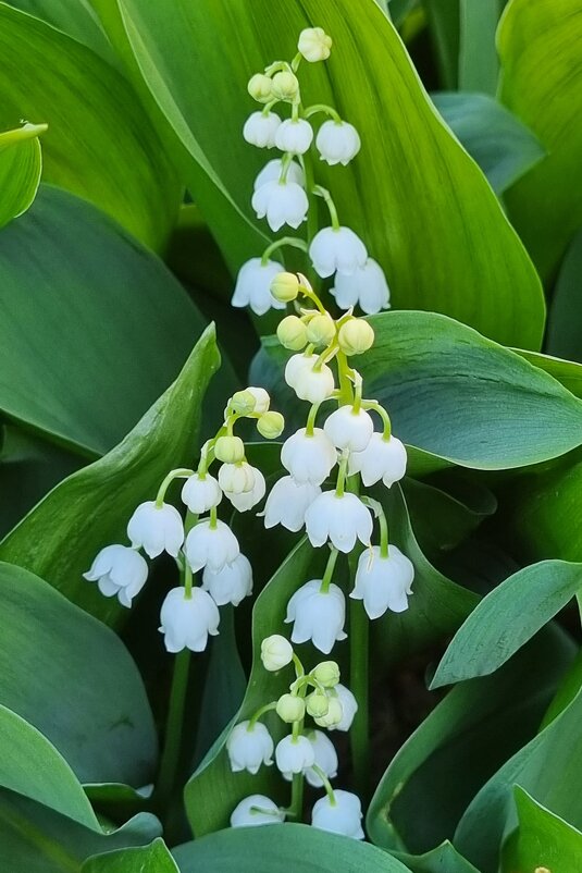 Конвалия :) - Наталья Конвалия :) - Наталья