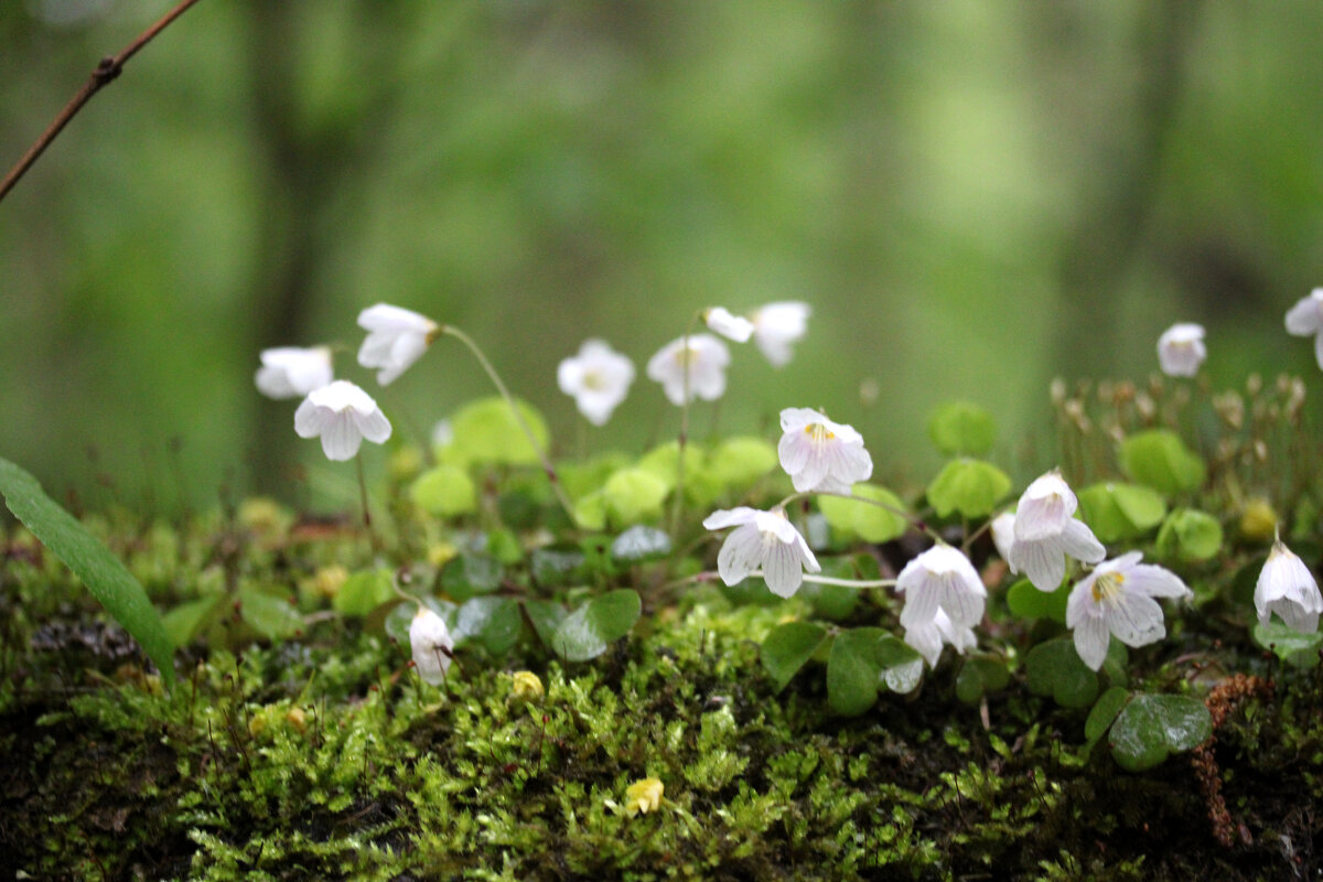 Кислица - Николай (dr.Zlo) Кузнецов